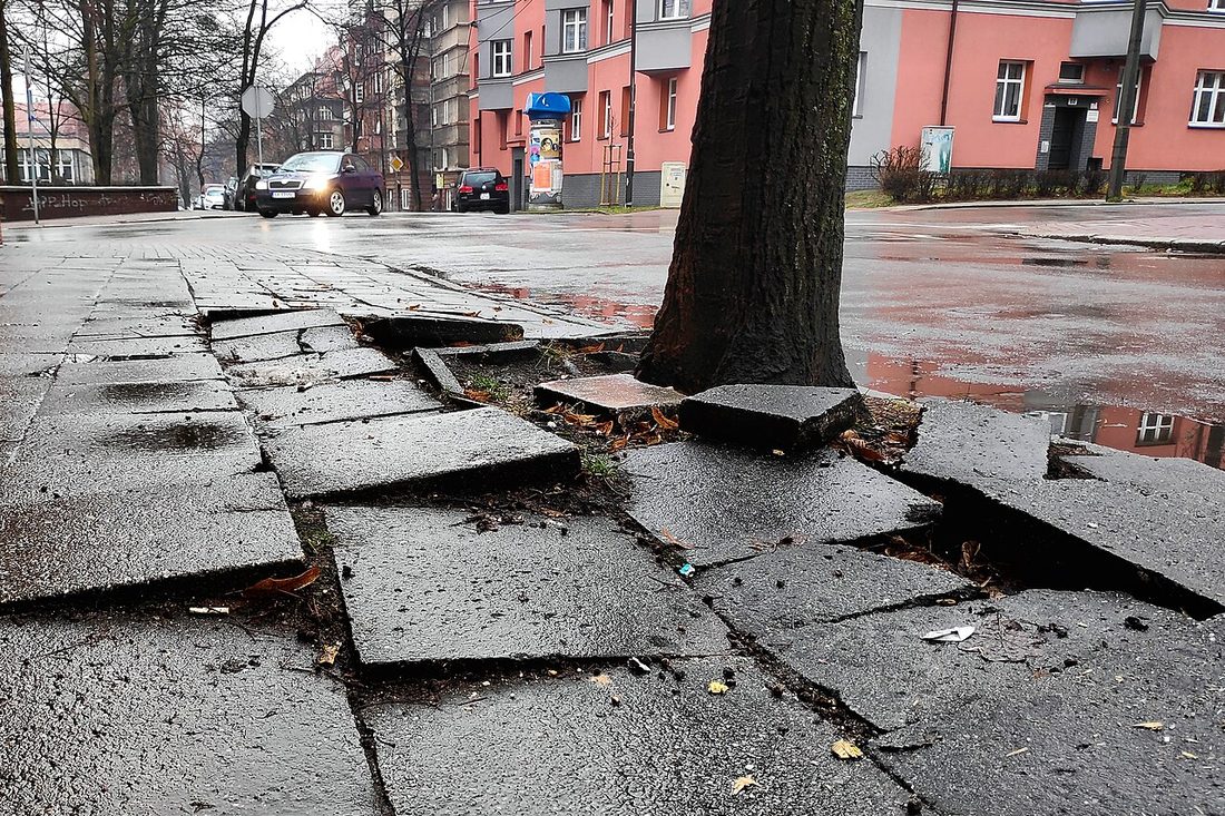 Dalles de trottoir déplacées et soulevées autour des racines d’un arbre